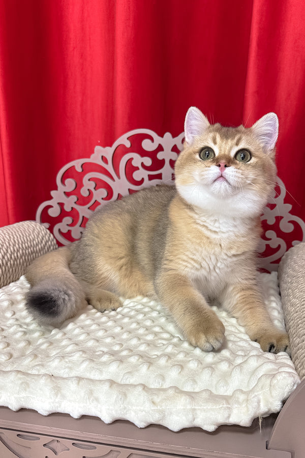 Alan | British Shorthair Kitten