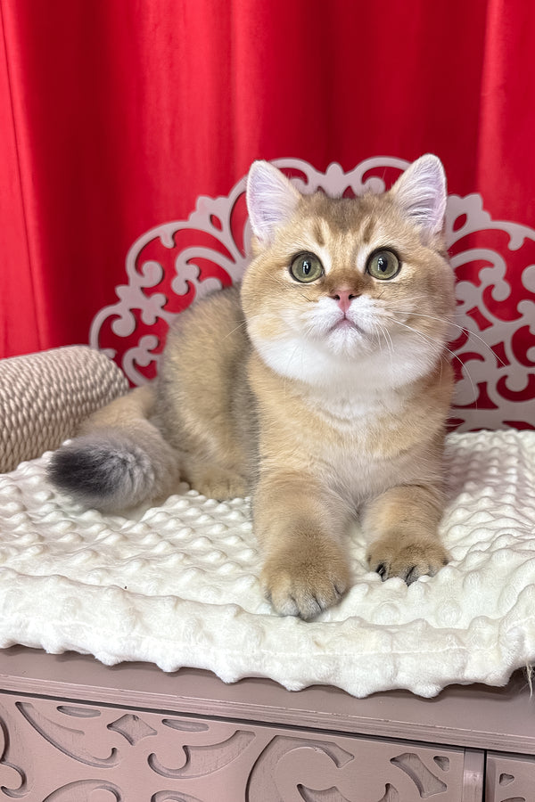 Alan | British Shorthair Kitten