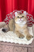 Alan | British Shorthair Kitten
