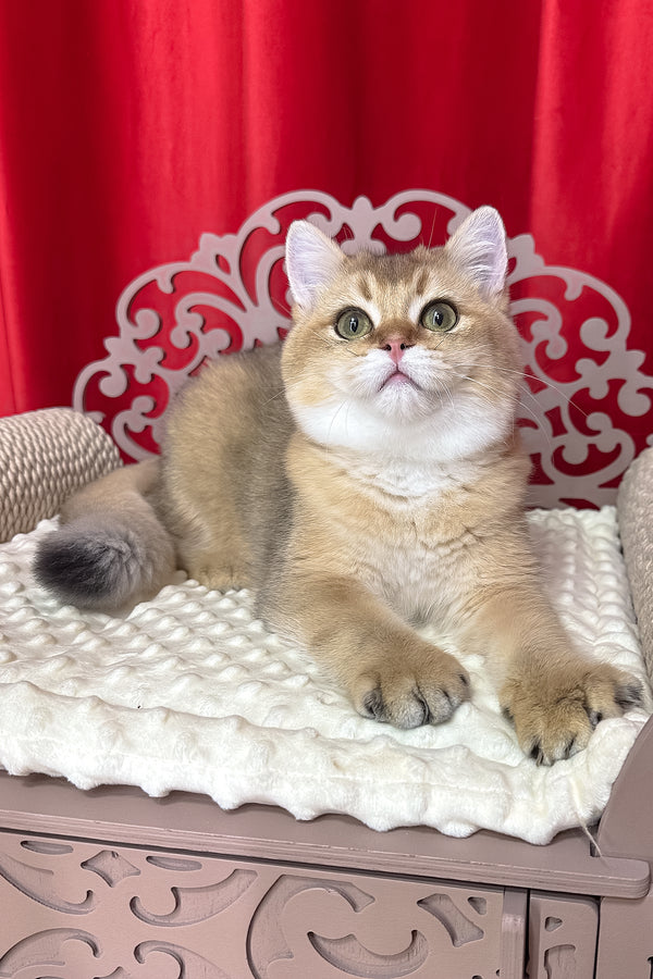 Alan | British Shorthair Kitten