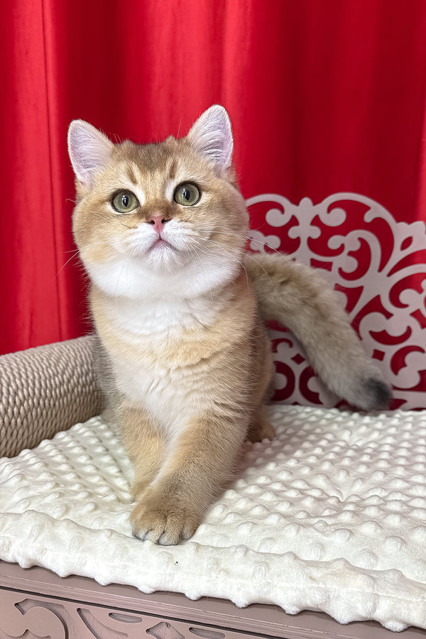 Alan | British Shorthair Kitten