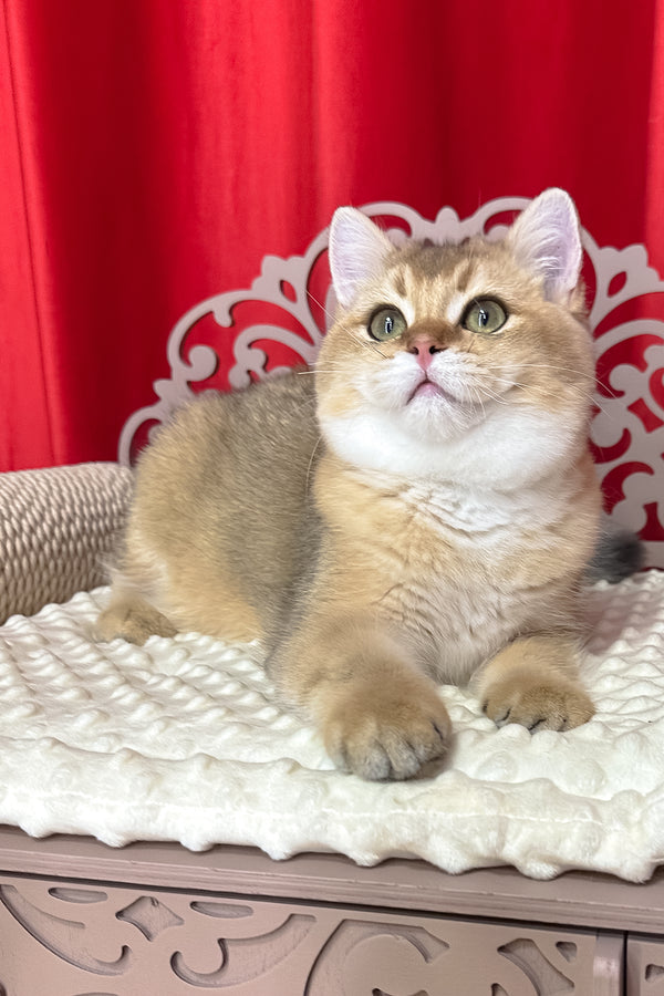 Alan | British Shorthair Kitten