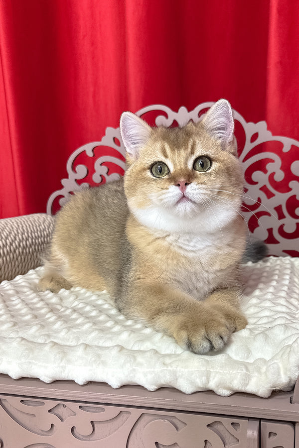 Alan | British Shorthair Kitten