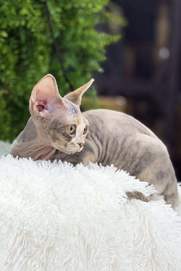 Alaska | Devon Rex Kitten