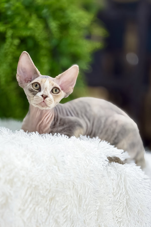 Alaska | Devon Rex Kitten