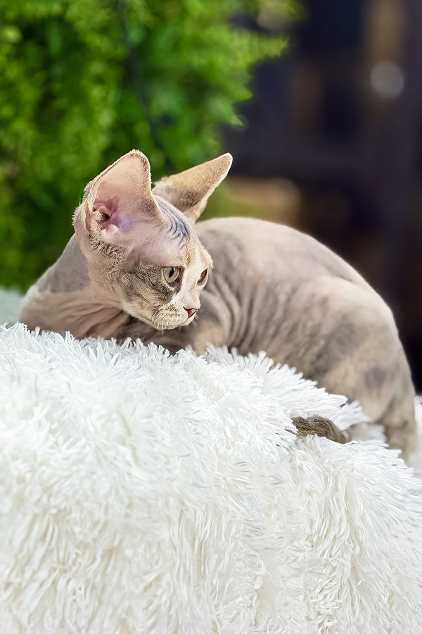 Alaska | Devon Rex Kitten