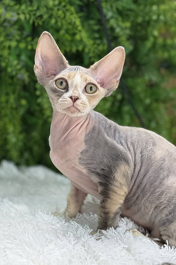 Alaska | Devon Rex Kitten