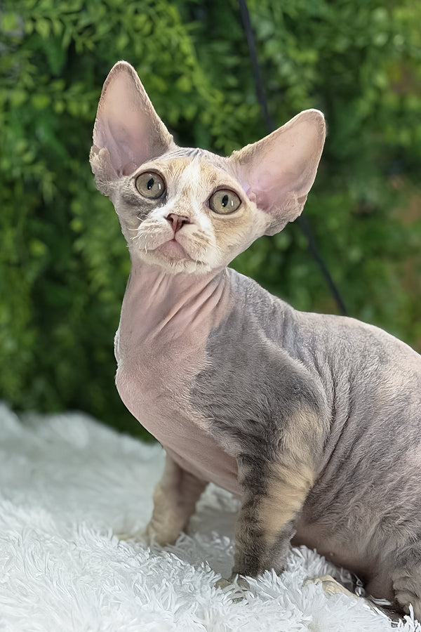 Alaska | Devon Rex Kitten