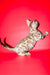 Aleksiya | Bengal Kitten