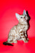 Aleksiya | Bengal Kitten