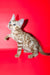 Aleksiya | Bengal Kitten