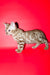 Aleksiya | Bengal Kitten