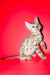 Aleksiya | Bengal Kitten