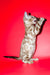 Aleksiya | Bengal Kitten