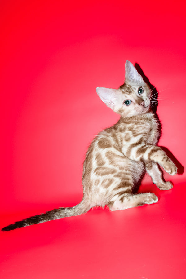 Aleksiya | Bengal Kitten