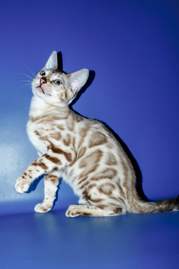 Aleksiya | Bengal Kitten