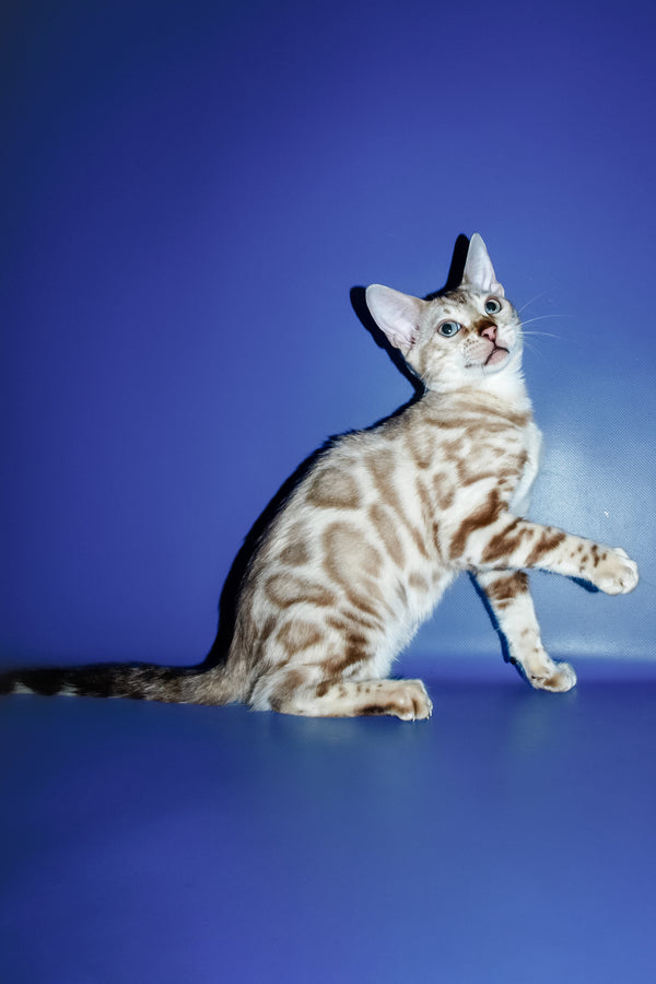 Aleksiya | Bengal Kitten
