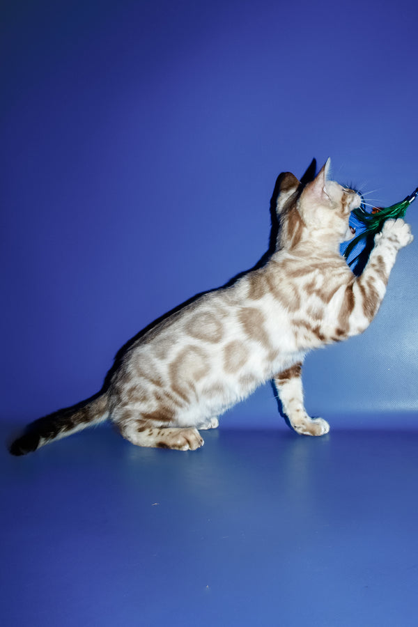 Aleksiya | Bengal Kitten
