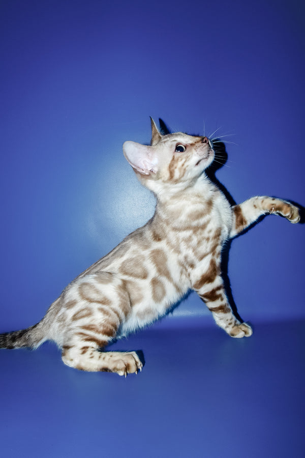 Aleksiya | Bengal Kitten