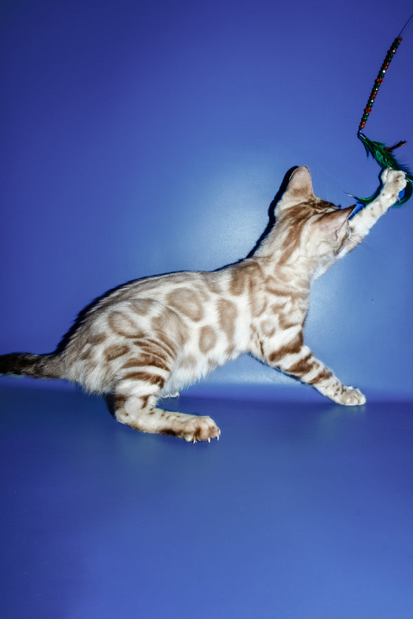 Aleksiya | Bengal Kitten