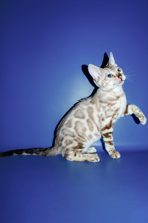 Aleksiya | Bengal Kitten