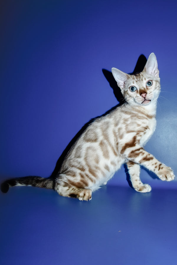 Aleksiya | Bengal Kitten