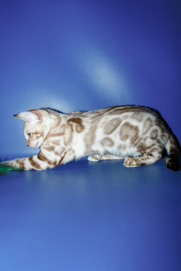 Aleksiya | Bengal Kitten