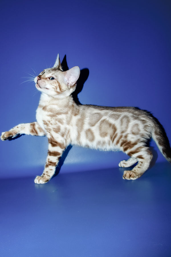 Aleksiya | Bengal Kitten