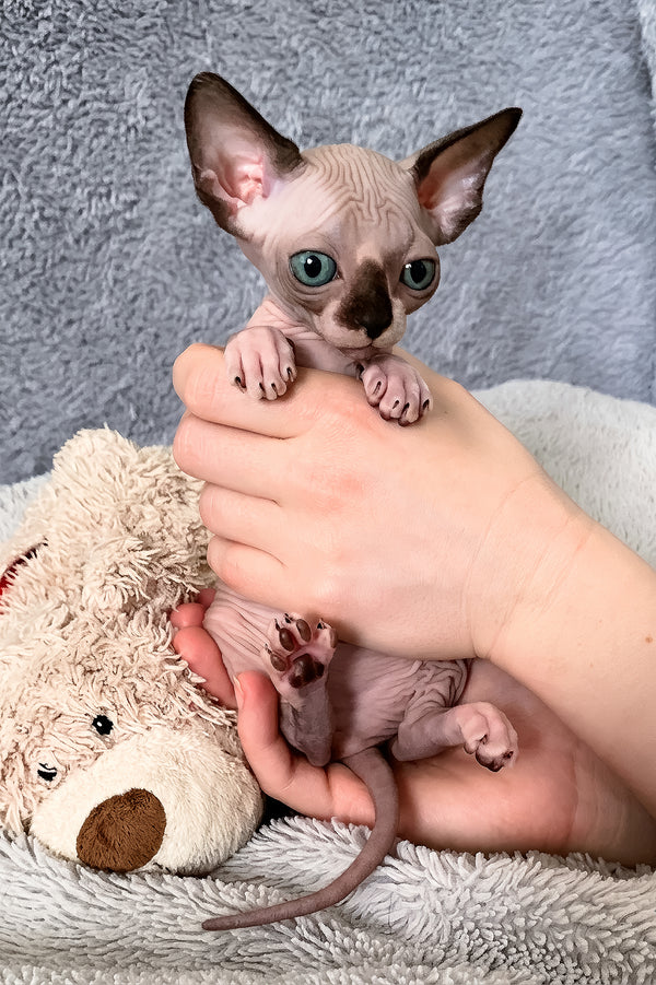 Alessa | Canadian Sphynx Kitten