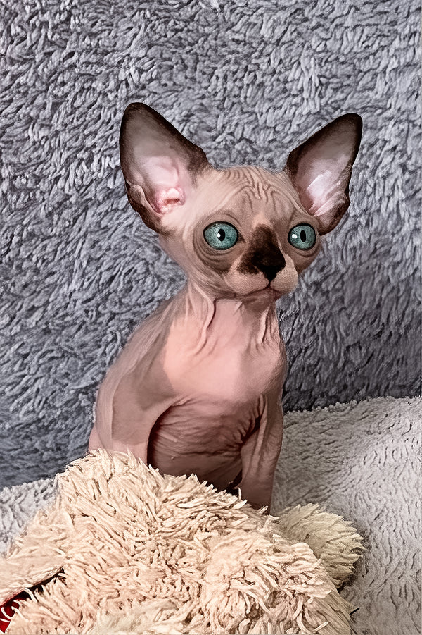 Alessa | Canadian Sphynx Kitten