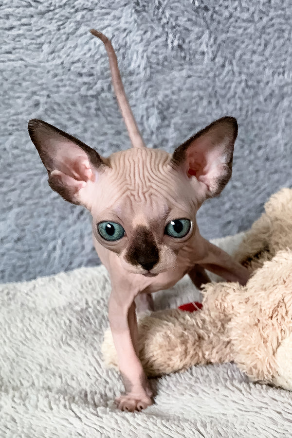 Alessa | Canadian Sphynx Kitten