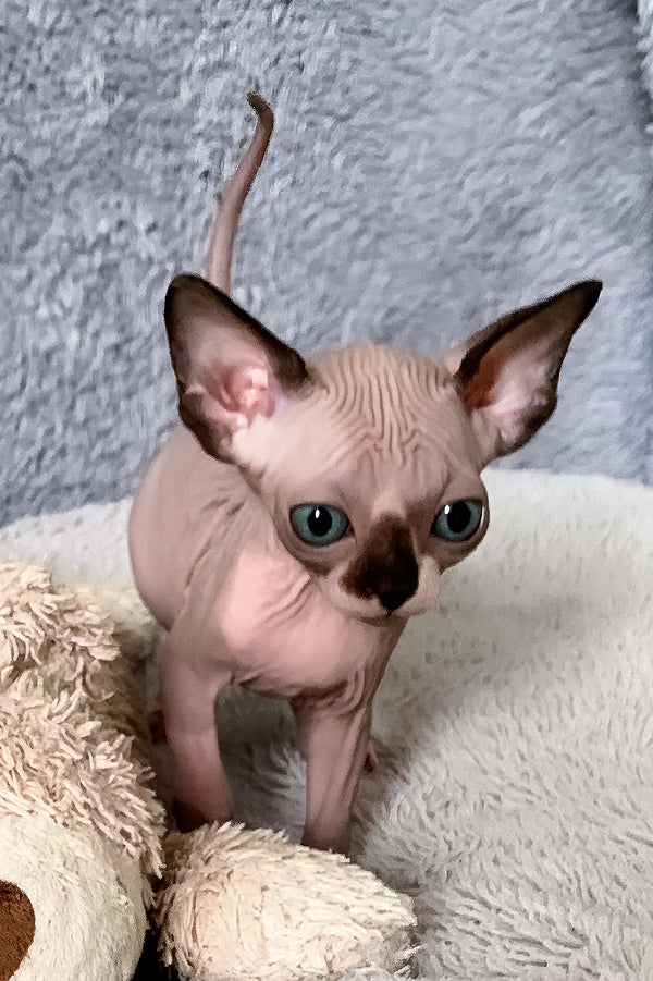 Alessa | Canadian Sphynx Kitten