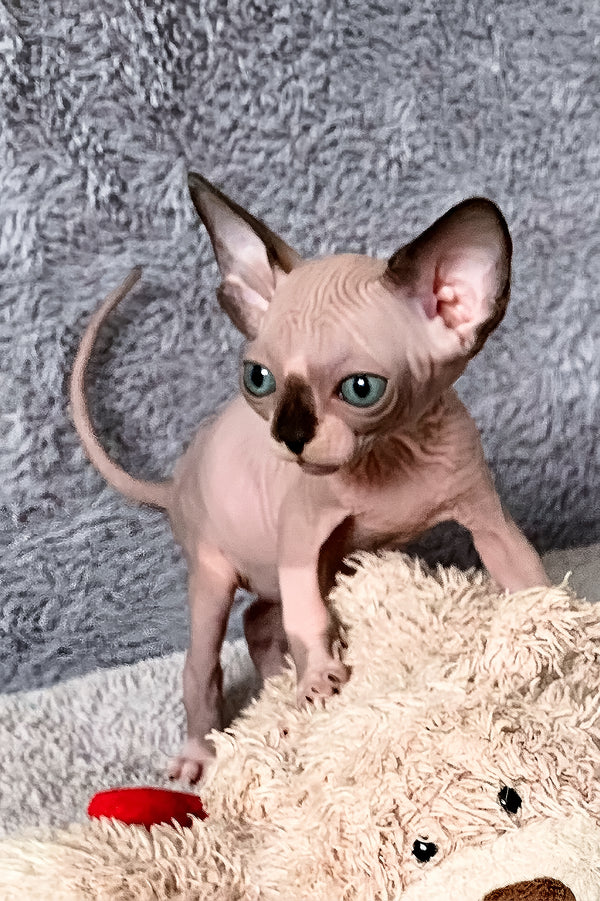 Alessa | Canadian Sphynx Kitten