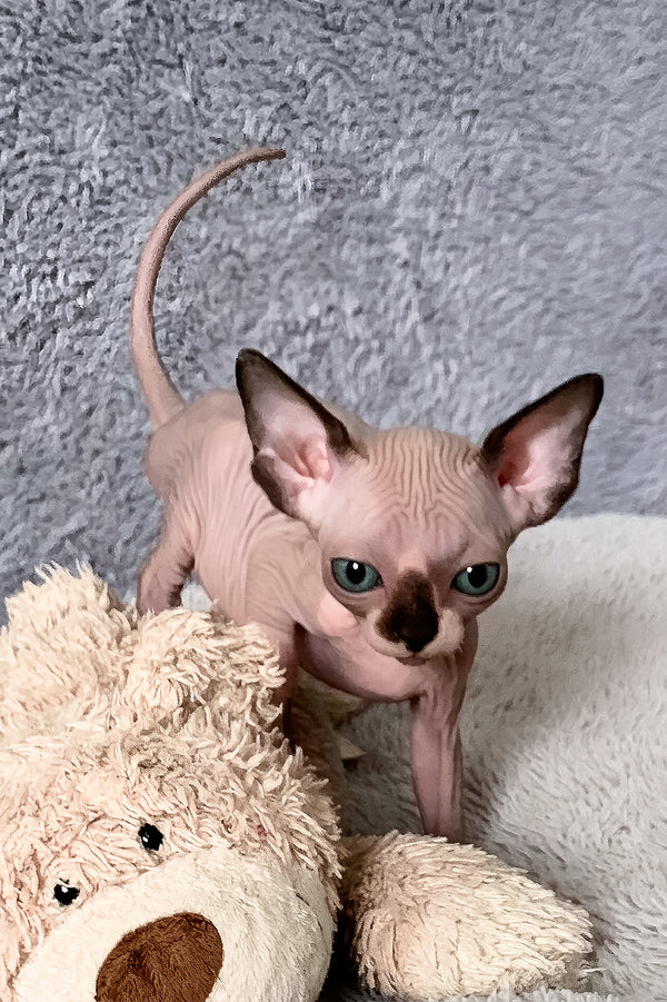 Alessa | Canadian Sphynx Kitten