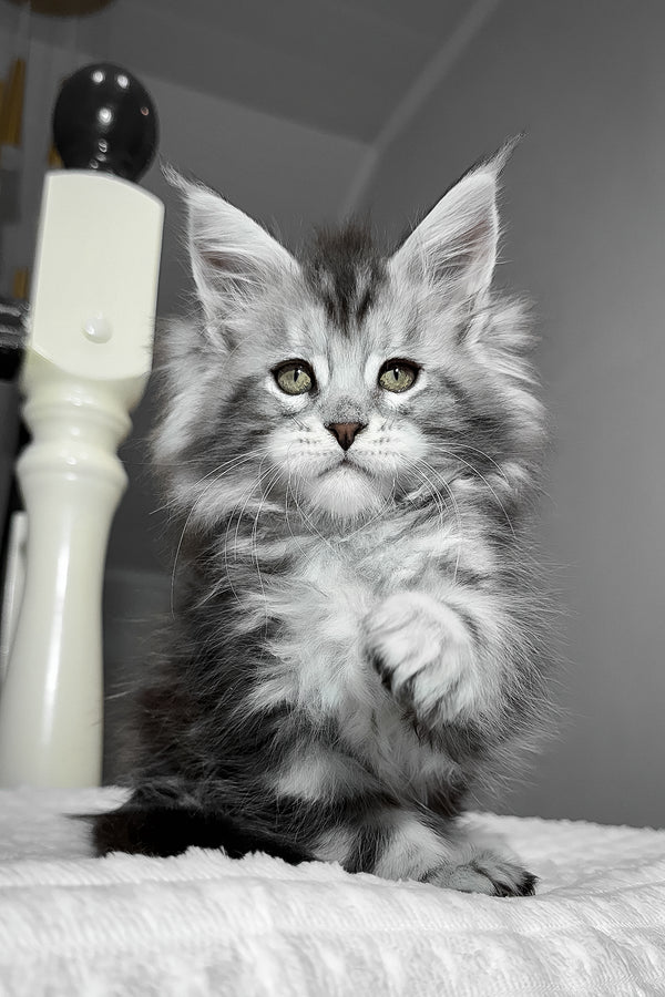 Alex | Maine Coon Kitten