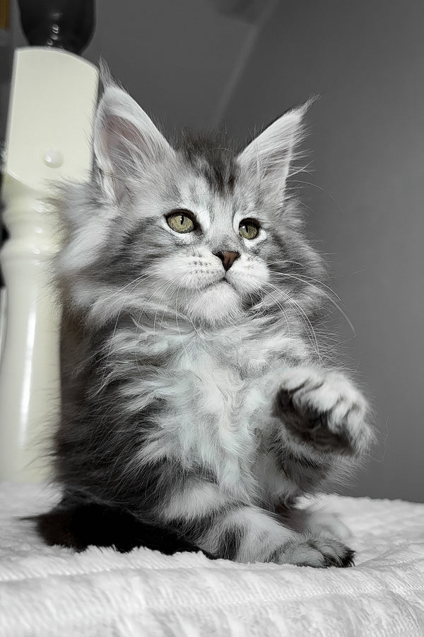 Alex | Maine Coon Kitten