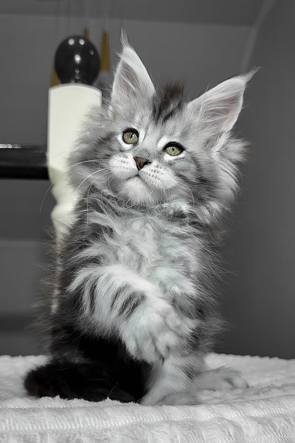 Alex | Maine Coon Kitten