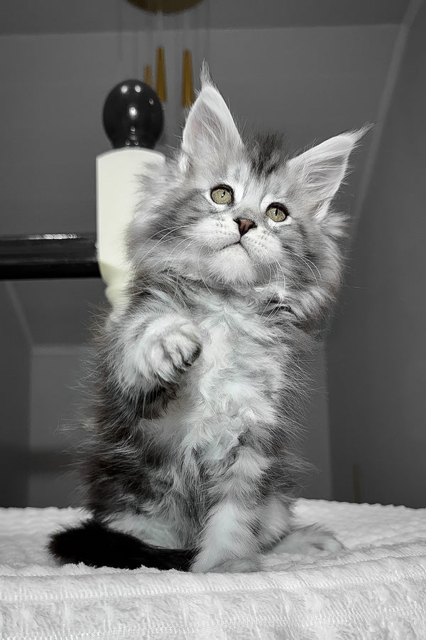 Alex | Maine Coon Kitten