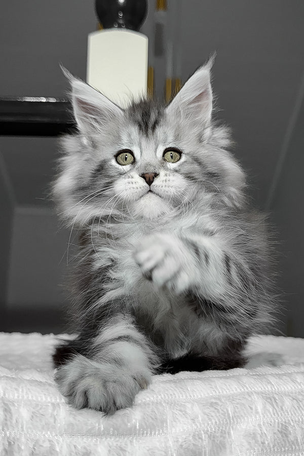 Alex | Maine Coon Kitten