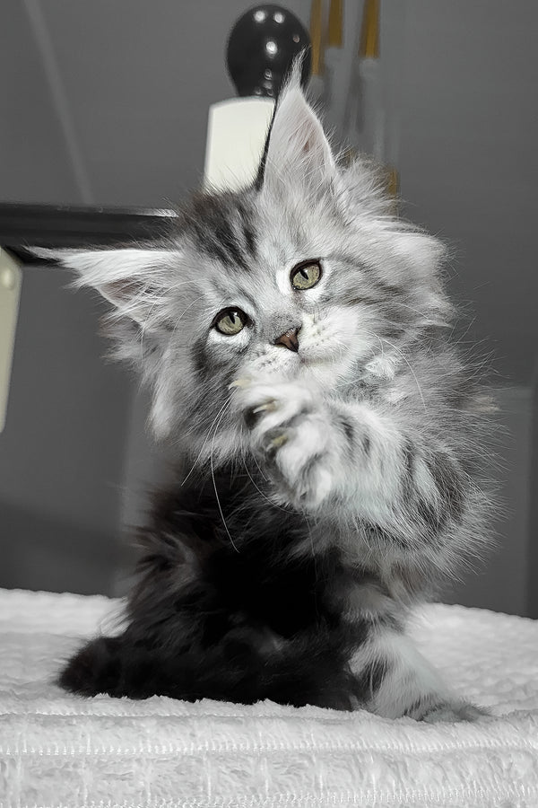 Alex | Maine Coon Kitten