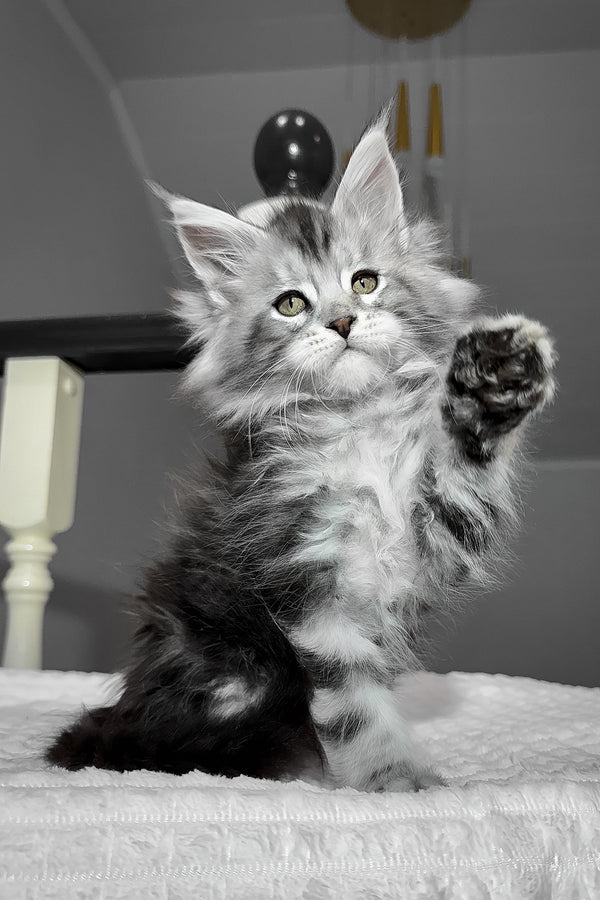 Alex | Maine Coon Kitten