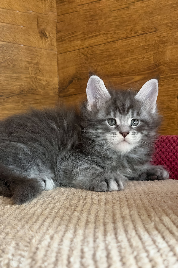 Alex | Maine Coon Kitten