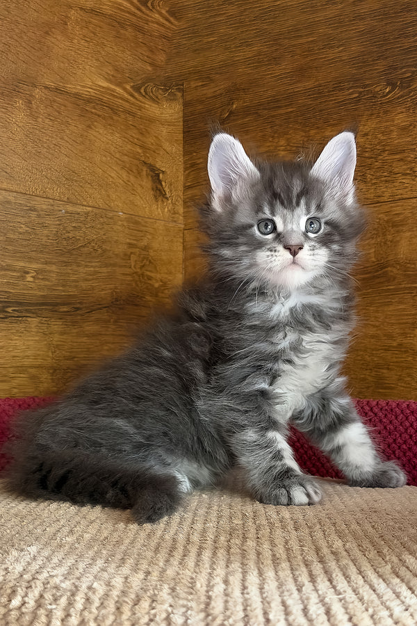 Alex | Maine Coon Kitten