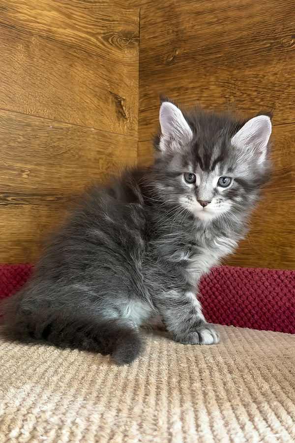 Alex | Maine Coon Kitten