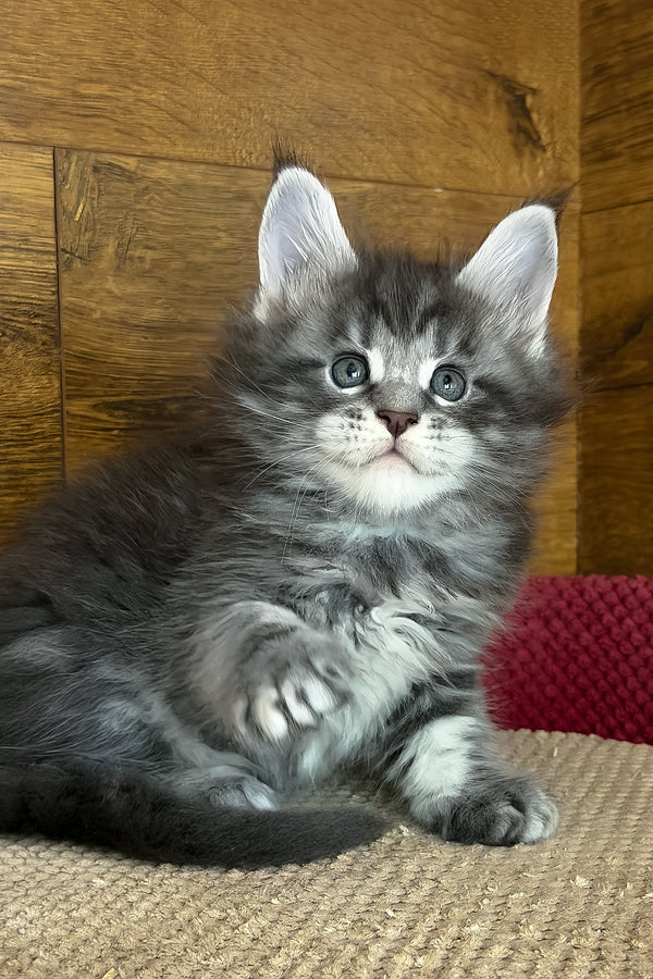 Alex | Maine Coon Kitten