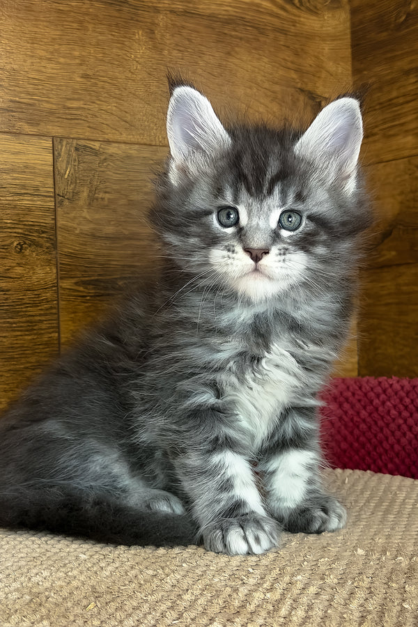 Alex | Maine Coon Kitten