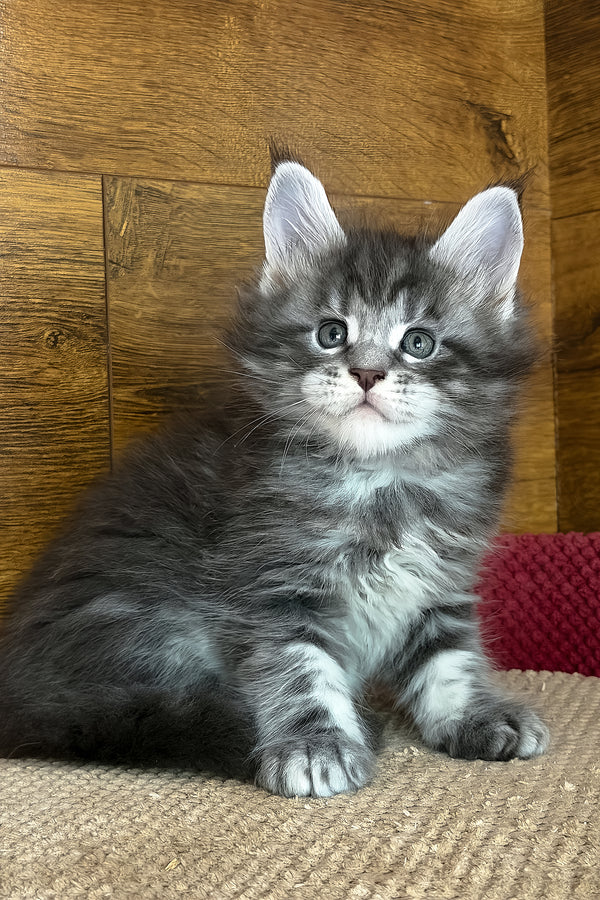 Alex | Maine Coon Kitten