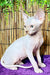 Alexa | Canadian Sphynx Kitten