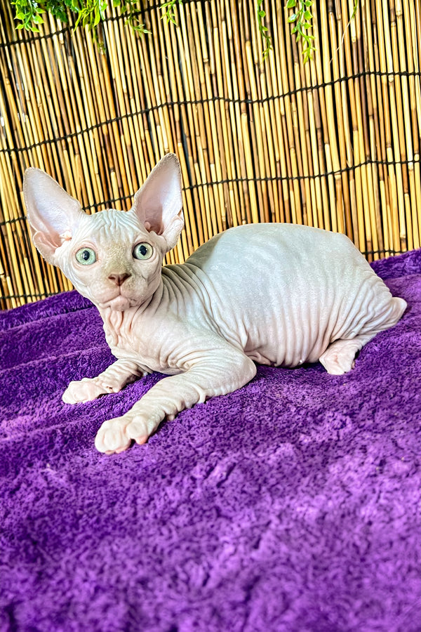 Alexa | Canadian Sphynx Kitten