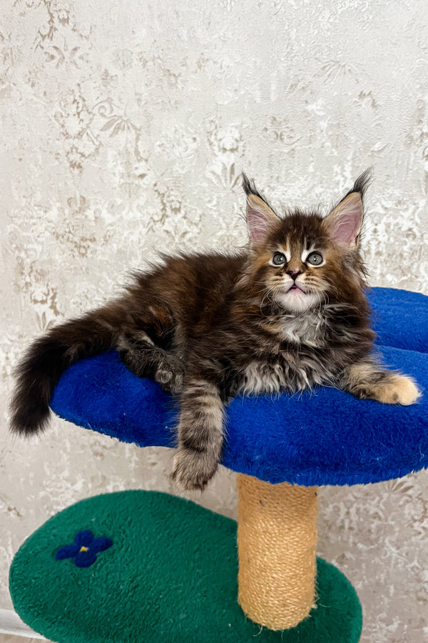 Alexa | Maine Coon Kitten